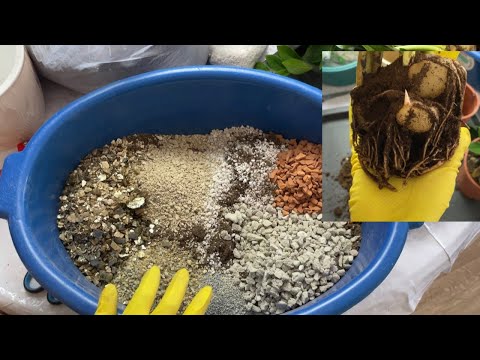 Видео: ДОЛЛАР ГҮЛІНЕ ЕҢ КЕРЕМЕТ 🪴СУПЕР🔥ТОПЫРАҚ ҚҰРАМЫН ӨЗІҢ ЖАСА❗️ТОҚТАУСЫЗ ӨСКІН АШТЫРАДЫ🌱