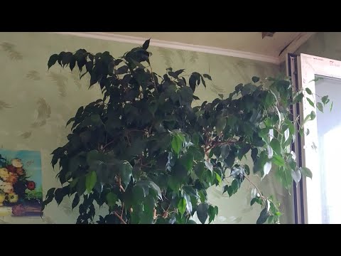 Видео: Мамины комнатные цветы