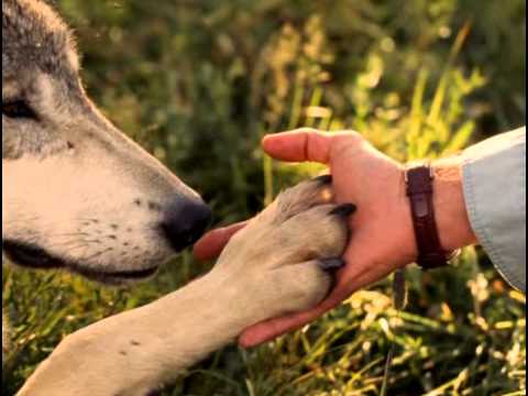 Видео: Жизнь с волками