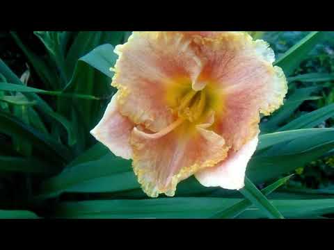 Видео: Лилейники с названиями. Выращивание в Сибири. 1 часть.