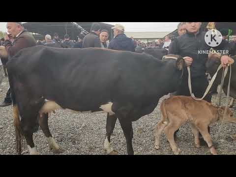 Видео: АНДИЖОН АСАКА УЗБЕКИСТОН ЧОРВА МОЛ БОЗОРИ ОНА БОЛА СИГИРЛАР НАРХЛАРИ октября 2025 г.