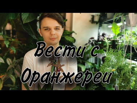 Видео: Лопнул Аквариум / спасаю людям растения.