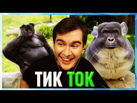 Видео: Братишкин СМОТРИТ ТИК ТОК (59 ЧАСТЬ)