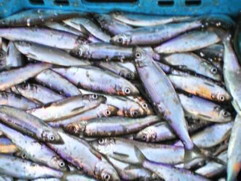 Видео: "Костровая". Рыбацкая песня.mpg