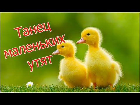 Видео: Детская песенка/ танец маленьких утят/