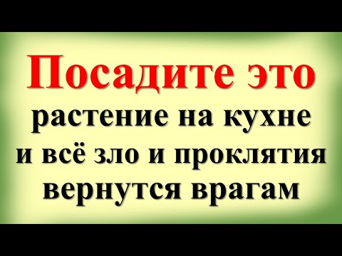 Видео: Посадите это растение на кухне и всё зло вернутся врагам. Какие цветы нельзя держать в доме