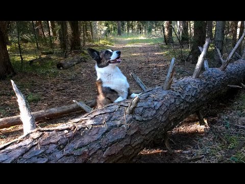 Видео: С Глашей на Жуковой горе