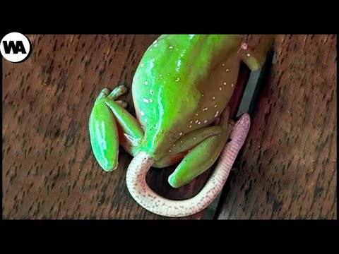 Видео: Почему Змеи Постоянно Выходят из Лягушки Целиком?