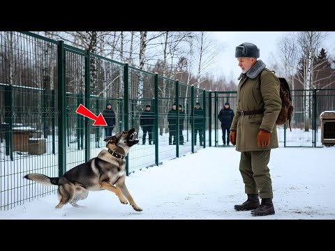Видео: Никто не мог приручить этого бешеного немецкого овчара—пока один ветеран не сделал нечто невероятное