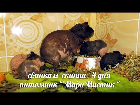 Видео: СВИНКАМ СКИННИ - ДЕТКАМ МАРГО И ШУРИКА - 4 ДНЯ #МОРСКИЕСВИНКИСКИННИ( ПИТОМНИК "МАРИ МИСТИК" )