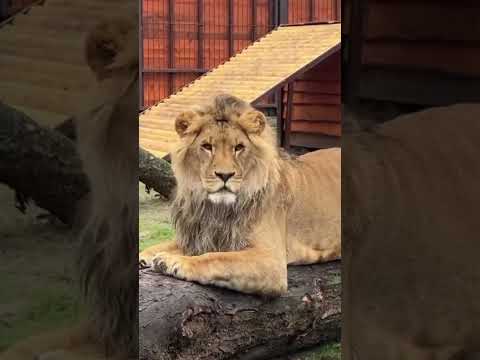 Видео: У Шерхана всё игрушки! Минский зоопарк 