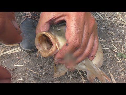 Видео: Толстолобики клюют дуплетом. Две снасти на толстолоба и ловля карпа