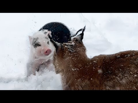 Видео: СВИНЬЯ НАПАЛА НА РЫСЕЙ / Барханная кошка беременна?