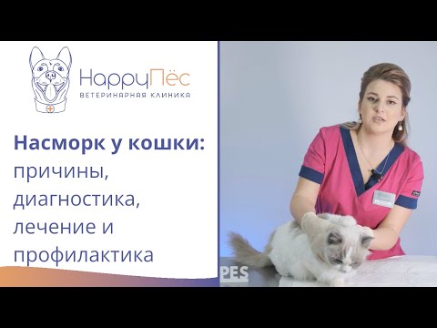 Видео: Насморк (ринит) у кошек: причины, диагностика, лечение и профилактика.