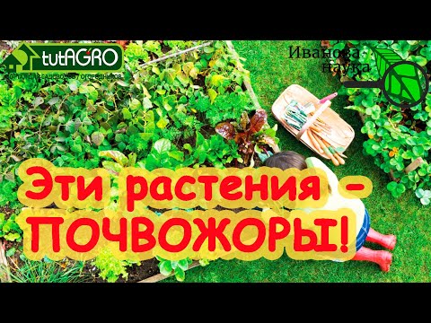 Видео: 10 РАЗ ПОДУМАЙТЕ, ПРЕЖДЕ ЧЕМ САЖАТЬ ЭТИ РАСТЕНИЯ! Растения-почвожоры сожрут вашу землю!