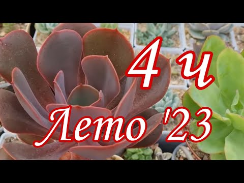 Видео: Коллекция суккулентов. Лето'23. Часть 4. #succulent