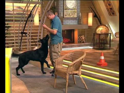Видео: Диалоги о Животных. Дрессировка. S01E06