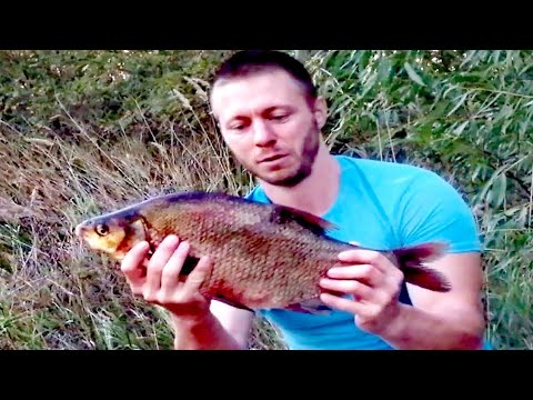 Видео: Четко покормил, классно половил)! Ловля леща на Десне, в сентябре. Рыбалка на фидер.
