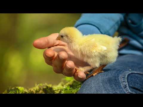 Видео: Я - прорыв, или я - провал? Абрахам-Хикс