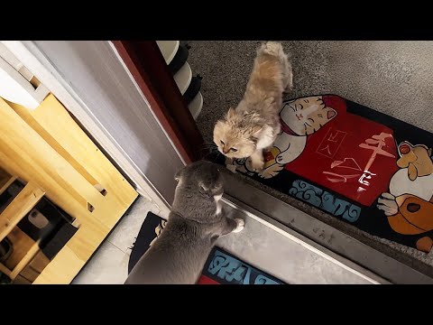 Видео: В дом пришёл бродячий кот и тут же надавал моему коту!