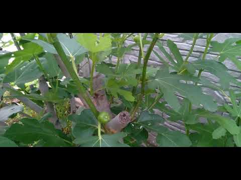 Видео: ИНЖИР/Самый урожайный сорт/Хитрый способ размножения