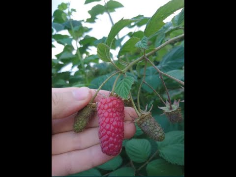 Видео: Малина Пшехиба: переваги вирощування