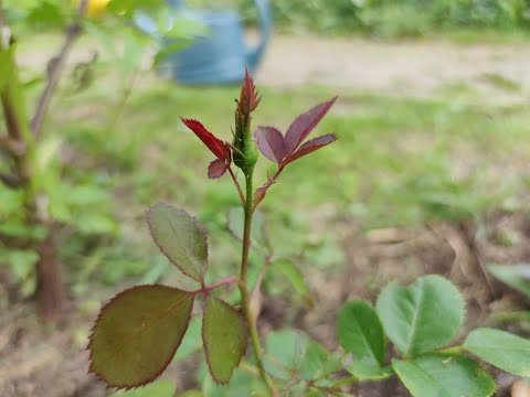 Видео: Почему этот бутон на розе нужно обязательно удалять
