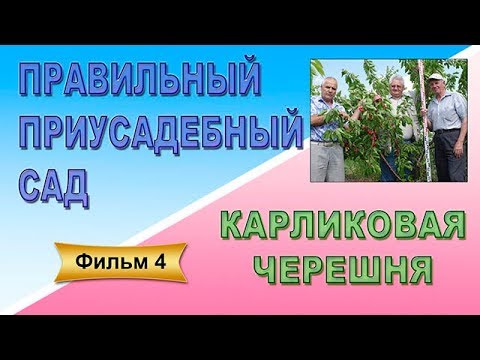 Видео: Правильный приусадебный сад Фильм 4 Карликовая черешня
