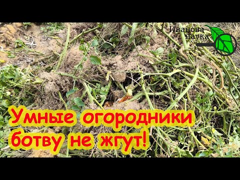 Видео: КУДА ДЕТЬ БОТВУ КАРТОФЕЛЯ И ТОМАТОВ ОСЕНЬЮ? 2 умных способа использования с пользой в саду и огороде