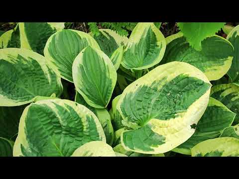 Видео: Хоста «Wide Brim», 20 июля 2023 года.