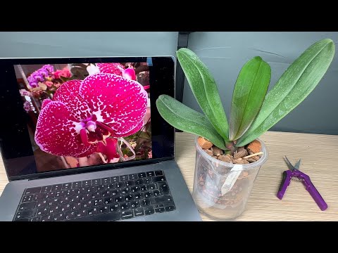 Видео: три раза отказались от этой орхидеи с ароматом пиона : крупноцветковая орхидея ЭММИ