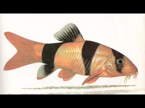 Видео: БОЦИЯ КЛОУН/ Botia macracantha - Аквариумные тропические рыбы #29
