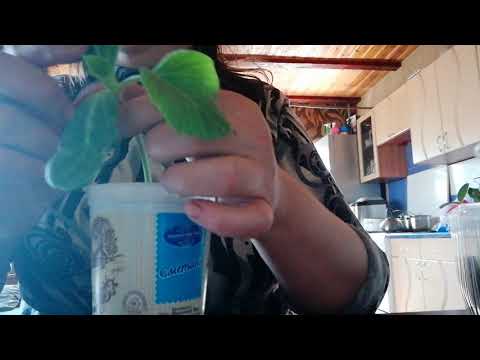 Видео: Прививка арбуза на лагенарию. Мой метод в разрез. Обзор моих сортов и гибридов