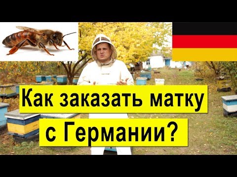 Видео: Как заказать матку с Германии? Карника, Бакфаст, Итальянка, осмотр племенных пчелосемьей на пасеке