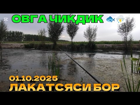 Видео: Балик ови мияга озгина дам бердик 1- октября #кодировтв2 #фишинг 