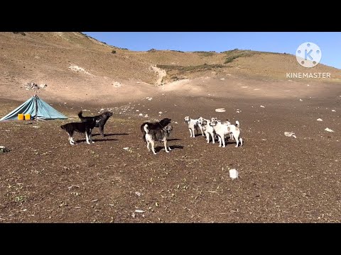 Видео: 2- Қисим Кора теззак то Зиндондара ☎️ Асали тозза фуруши +992909923839 2024 г.