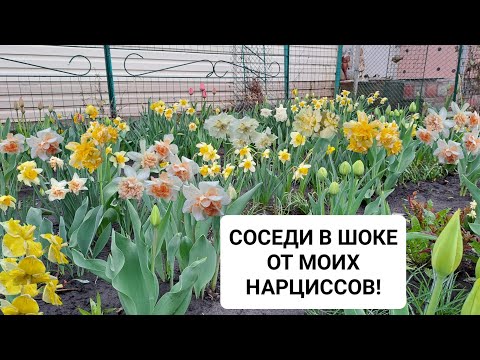 Видео: СОСЕДИ В ШОКЕ ОТ МОИХ НАРЦИССОВ! ДЕЛЮСЬ С ВАМИ ЭТОЙ КРАСОТОЙ!