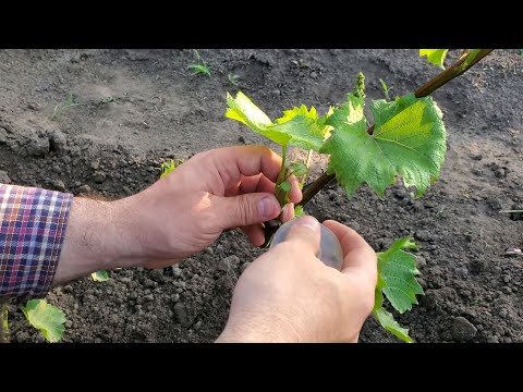 Видео: Как прививать Виноград Зеленым в Зеленое. Прививка Винограда.