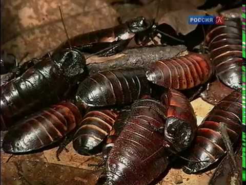 Видео: Симфония для насекомых. Страсти по насекомым. №3