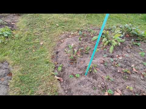 Видео: ХОРОШО НА ДАЧЕ 😊