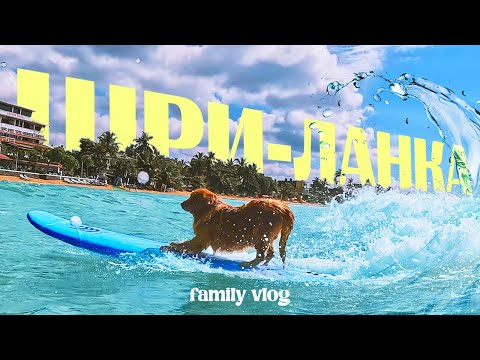 Видео: Семейные будни на райском острове. Моменты из жизни #srilanka #travel #путешествия