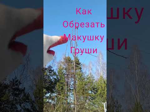 Видео: 🌳ОБРЕЗКА ГРУШИ