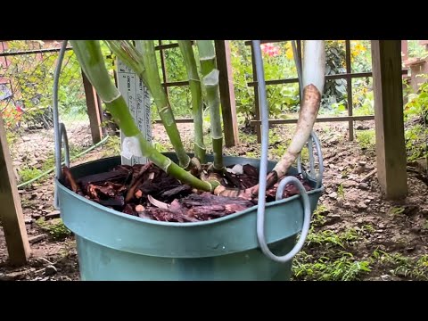 Видео: Про то как зафиксировать орхидею  в горшке, про приспособления для орхидей и про переселение душ😱❤️😁