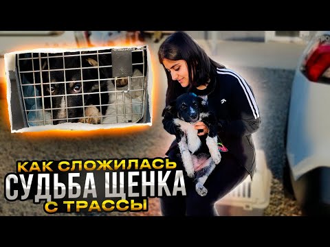 Видео: Выкинули 6 щенков на трассу. Как сложилась судьба последнего, который остался без добрых рук?