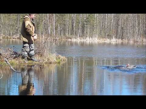 Видео: Один день весенней охоты. Охота на селезня с чучелами и манком.