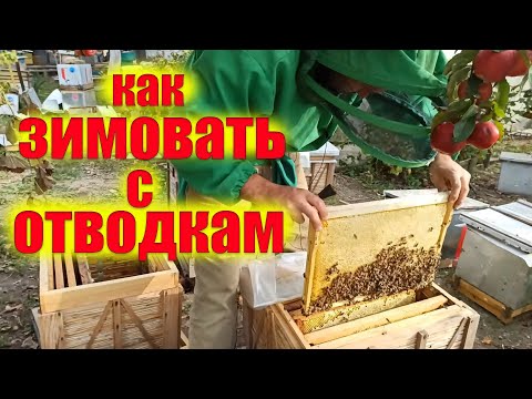 Видео: Как успешно зимовать с отводками пчел на пасеке. Как перезимовать слабыми пчелиными семьями