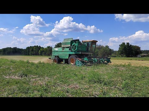 Видео: Уборка силоса на зерно!