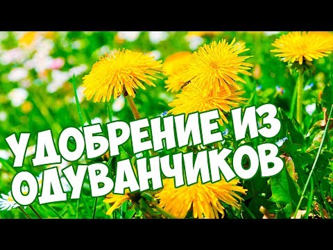 Видео: Удобрение из одуванчиков 🏵️  Огород 💮  Хитсад