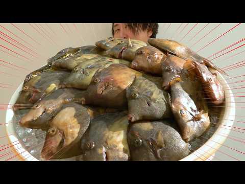 Видео: [Подводные съёмки] Поймал много крупных Кавахаги на лодке! Давайте приготовим их!