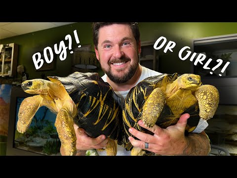 Видео: ЧЕРЕПАХА — САМКА ИЛИ САМЕЦ? (Как узнать)